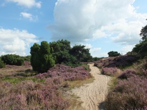 Jeneverbes op de bloeiende heide