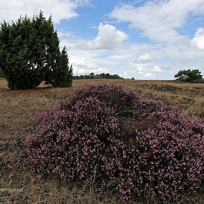 Caitwickerzand