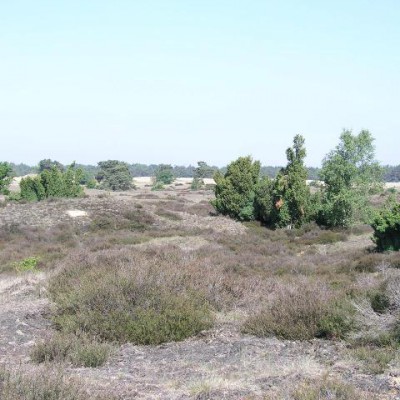 Kootwijkerzand