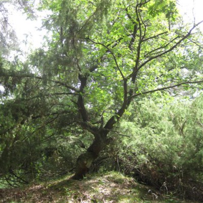 Loonse en Drunense Duinen