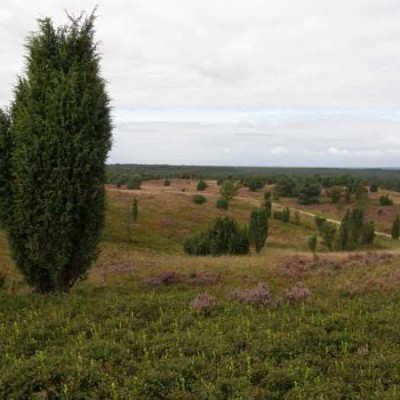 Luneburgerheide