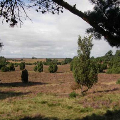 Luneburgerheide