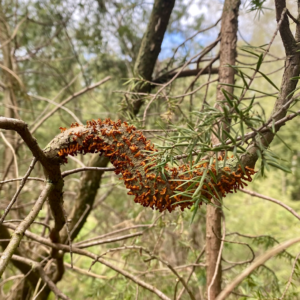 Oranje puntjes op de knobbels