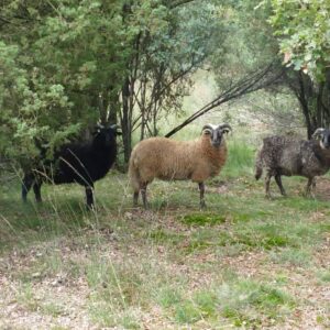 De schapen kijken toe, maar helpen niet mee