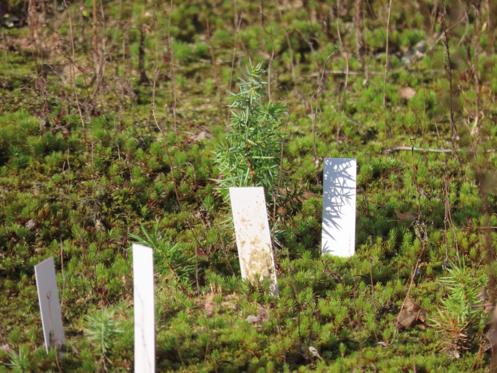 Proef op het Mantingerzand