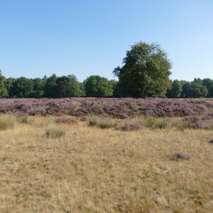 Herenplaat op Nuilerveld