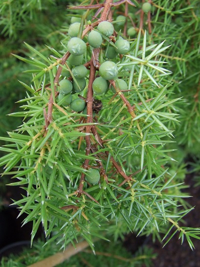 Juniperus communis klein (PZ)