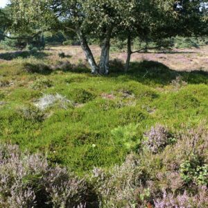 Kraaiheide op het Nuilerveld