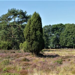 Opslag vliegdennen