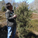 Nieuwe vragen na inventarisatie vitaliteit jeneverbes